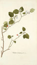 Solanum coccineum - Nikolaus Joseph Freiherr von Jacquin — artwork view