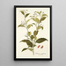 Solanum corymbosum - Nikolaus Joseph Freiherr von Jacquin — framed artwork on a wall