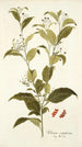 Solanum corymbosum - Nikolaus Joseph Freiherr von Jacquin — artwork view
