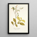 Solanum diphyllum - Nikolaus Joseph Freiherr von Jacquin — framed artwork on a wall