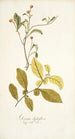 Solanum diphyllum - Nikolaus Joseph Freiherr von Jacquin — artwork view