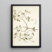 Solanum fugax - Nikolaus Joseph Freiherr von Jacquin — framed artwork on a wall