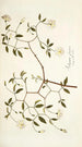 Solanum fugax - Nikolaus Joseph Freiherr von Jacquin — artwork view