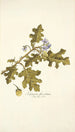 Solanum fuscatum - Nikolaus Joseph Freiherr von Jacquin — artwork view