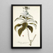 Solanum giganteum - Nikolaus Joseph Freiherr von Jacquin — framed artwork on a wall