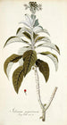 Solanum giganteum - Nikolaus Joseph Freiherr von Jacquin — artwork view
