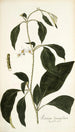 Solanum lanceaefolium - Nikolaus Joseph Freiherr von Jacquin — artwork view