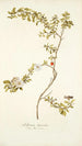 Solanum lycioides - Nikolaus Joseph Freiherr von Jacquin — artwork view