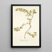 Solanum lycioides - Nikolaus Joseph Freiherr von Jacquin — framed artwork on a wall