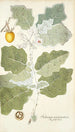Solanum marginatum - Nikolaus Joseph Freiherr von Jacquin — artwork view