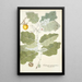 Solanum marginatum - Nikolaus Joseph Freiherr von Jacquin — framed artwork on a wall