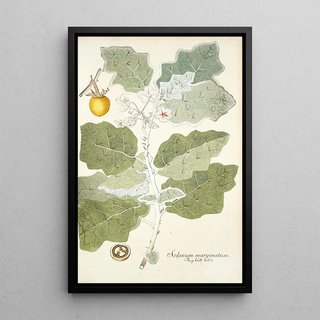 Nikolaus Joseph Freiherr von Jacquin - Solanum marginatum.webp