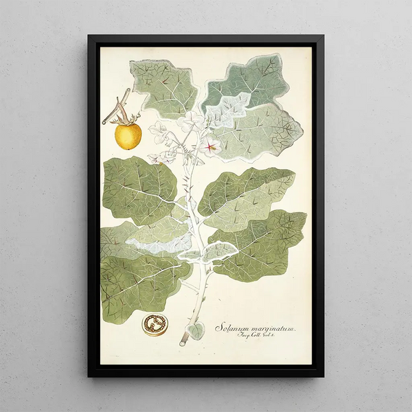 Solanum marginatum - Nikolaus Joseph Freiherr von Jacquin — framed artwork on a wall
