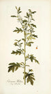 Solanum milleri - Nikolaus Joseph Freiherr von Jacquin — artwork view