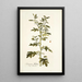 Solanum milleri - Nikolaus Joseph Freiherr von Jacquin — framed artwork on a wall
