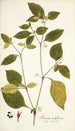 Solanum nodiflorum - Nikolaus Joseph Freiherr von Jacquin — artwork view