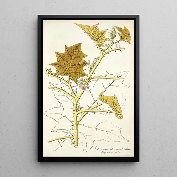 Solanum stramonifolium - Nikolaus Joseph Freiherr von Jacquin — framed artwork on a wall