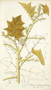 Solanum stramonifolium - Nikolaus Joseph Freiherr von Jacquin — artwork view