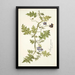 Solanum virginianum - Nikolaus Joseph Freiherr von Jacquin — framed artwork on a wall