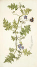 Solanum virginianum - Nikolaus Joseph Freiherr von Jacquin — artwork view