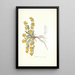 Spartium decumbens - Nikolaus Joseph Freiherr von Jacquin — framed artwork on a wall