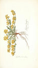 Spartium decumbens - Nikolaus Joseph Freiherr von Jacquin — artwork view