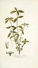 Spermacoce hirta - Nikolaus Joseph Freiherr von Jacquin — artwork view