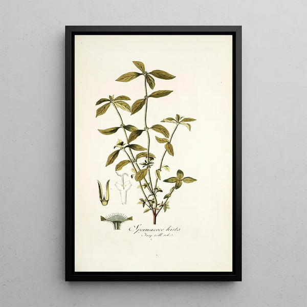 Spermacoce hirta - Nikolaus Joseph Freiherr von Jacquin — framed artwork on a wall