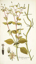Spilanthus exasperata - Nikolaus Joseph Freiherr von Jacquin — artwork view