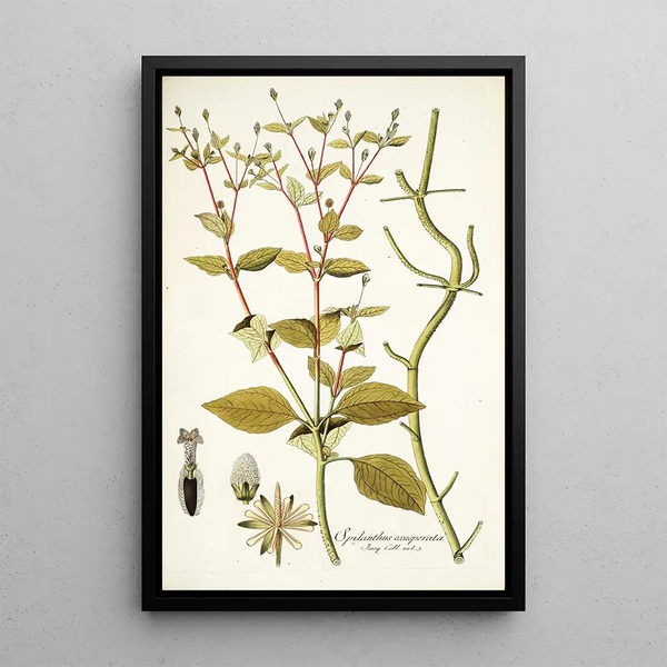 Spilanthus exasperata - Nikolaus Joseph Freiherr von Jacquin — framed artwork on a wall