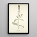 Stachys lanata - Nikolaus Joseph Freiherr von Jacquin — framed artwork on a wall