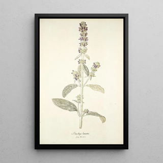 Nikolaus Joseph Freiherr von Jacquin - Stachys lanata.webp