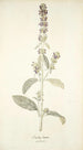 Stachys lanata - Nikolaus Joseph Freiherr von Jacquin — artwork view