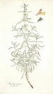 Stachys rugosa - Nikolaus Joseph Freiherr von Jacquin — artwork view