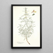 Stachys rugosa - Nikolaus Joseph Freiherr von Jacquin — framed artwork on a wall