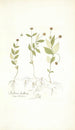 Stellaria bulbosa - Nikolaus Joseph Freiherr von Jacquin — artwork view