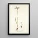 Strumaria angustifolia - Nikolaus Joseph Freiherr von Jacquin — framed artwork on a wall