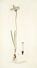 Strumaria angustifolia - Nikolaus Joseph Freiherr von Jacquin — artwork view