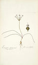 Strumaria filifolia - Nikolaus Joseph Freiherr von Jacquin — artwork view