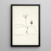 Strumaria filifolia - Nikolaus Joseph Freiherr von Jacquin — framed artwork on a wall