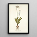 Strumaria linguaefolia - Nikolaus Joseph Freiherr von Jacquin — framed artwork on a wall