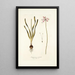 Strumaria rubella - Nikolaus Joseph Freiherr von Jacquin — framed artwork on a wall