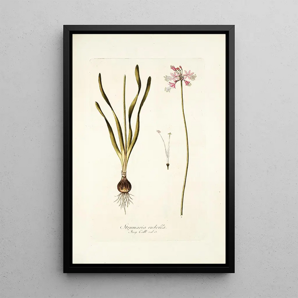 Strumaria rubella - Nikolaus Joseph Freiherr von Jacquin — framed artwork on a wall