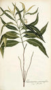 Tabernaemontana persicariaefolia - Nikolaus Joseph Freiherr von Jacquin — artwork view
