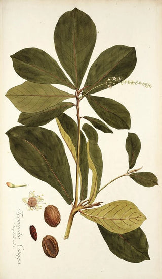 Nikolaus Joseph Freiherr von Jacquin - Terminalia catappa.webp