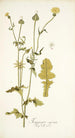 Thagopogon capensis - Nikolaus Joseph Freiherr von Jacquin — artwork view