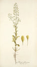 Thlaspi alliaceum - Nikolaus Joseph Freiherr von Jacquin — artwork view