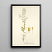 Thlaspi alliaceum - Nikolaus Joseph Freiherr von Jacquin — framed artwork on a wall