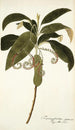 Tournefortia cymosa - Nikolaus Joseph Freiherr von Jacquin — artwork view