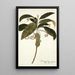 Tournefortia cymosa - Nikolaus Joseph Freiherr von Jacquin — framed artwork on a wall